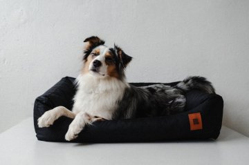 Prečo sa lacný pelech pre psa neoplatí (a prečo REDANT áno)?