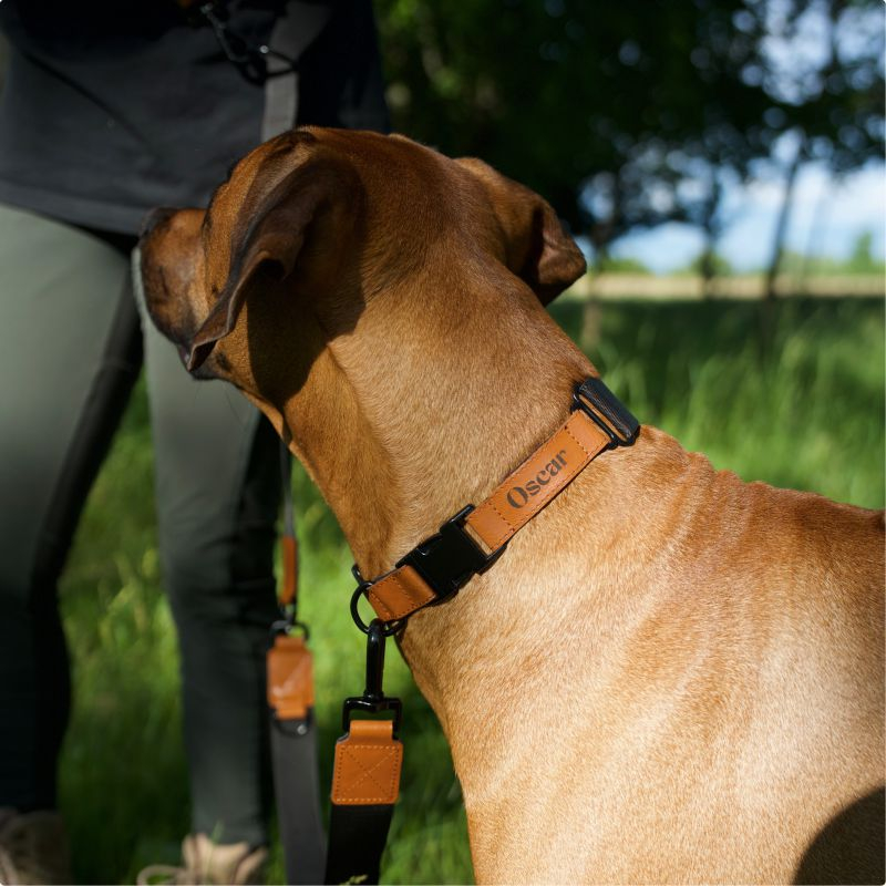 REDANT luxury black dog collar - Size: M, Version: Collar