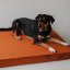 REDANT orthopedic dog bed with memory foam ORTHOPEDIC VELVET cinnamon