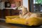 Prevention, relief and better sleep: why your dog needs an orthopedic bed?