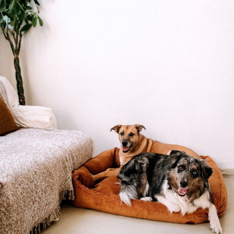 REDANT menčestrový dog bed CORD koňakový - Size: L