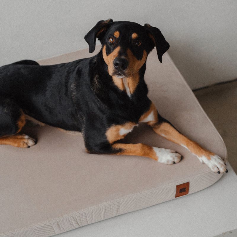 REDANT ortopedický pelíšek pro psa s paměťovou pěnou ORTHOPEDIC VELVET černý - Velikost: M, Druh matrace: S pamäťovou penou