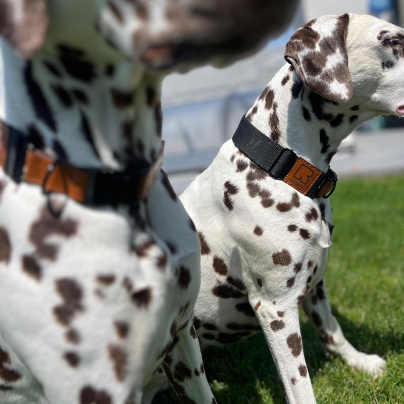 REDANT luxury black dog collar - Size: XL, Version: Obojok