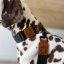 REDANT luxury black dog collar - Size: M, Version: Collar