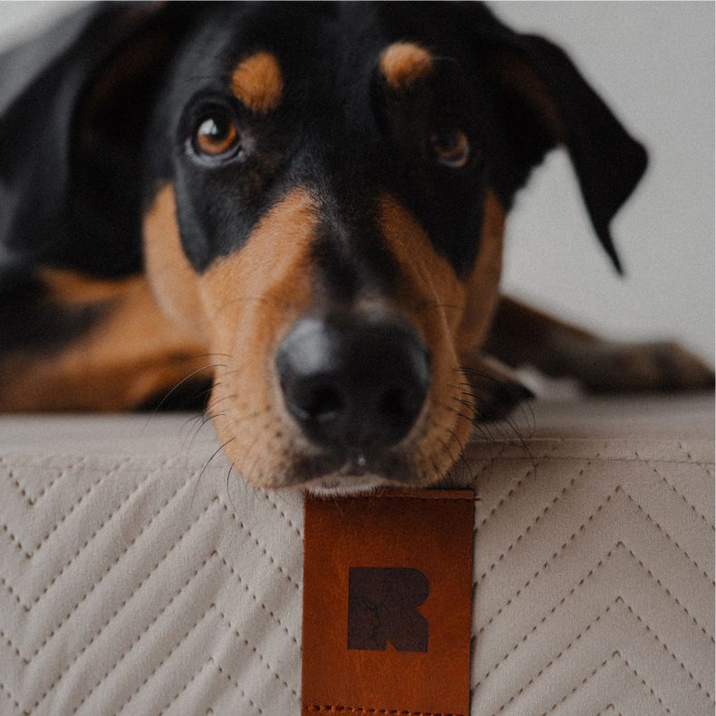 REDANT náhradní povlak na ortopedický pelíšek ORTHOPEDIC VELVET krémový - Velikost: L