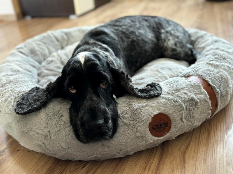 REDANT nook for dogs and cats ŇUŇU green - Size: S