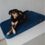 REDANT replacement cover for orthopedic bed ORTHOPEDIC VELVET blue - Size: L