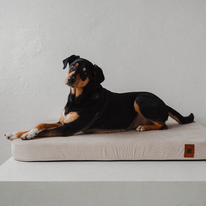 REDANT náhradní povlak na ortopedický pelíšek ORTHOPEDIC VELVET krémový - Velikost: L