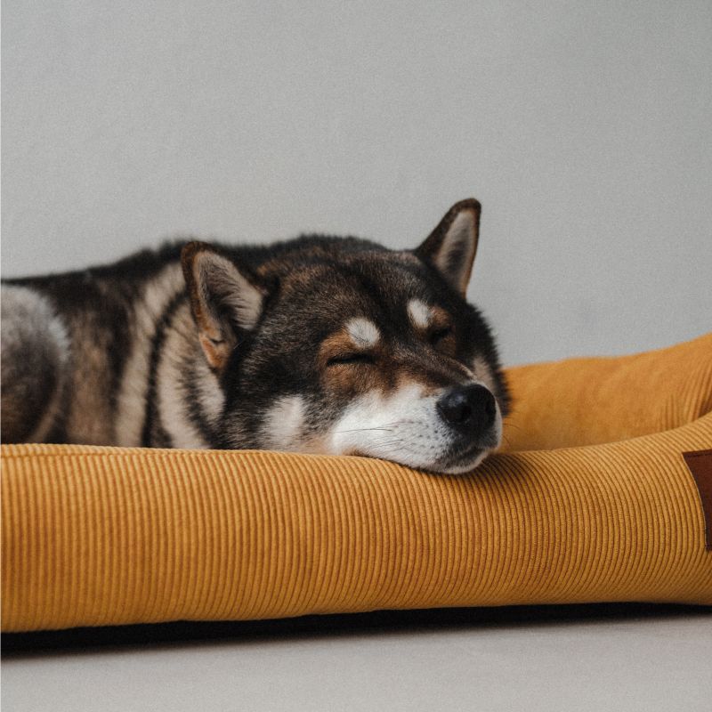 REDANT replacement cover for bed CORD mustard - Size: M