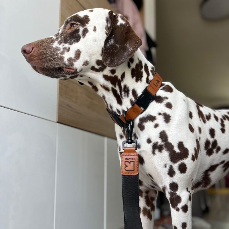 REDANT luxury black dog collar - Size: XL, Version: Obojok