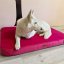 REDANT orthopedic dog bed with memory foam ORTHOPEDIC VELVET cyclamen - Size: S, Type of mattress: S pamäťovou penou