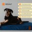 REDANT replacement cover for orthopedic bed ORTHOPEDIC VELVET blue - Size: L
