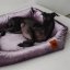 REDANT zamatový dog bed VELVET fialový - Size: S