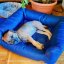 REDANT dog bed RETRO green stripes - Size: S