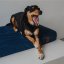 REDANT replacement cover for orthopedic bed ORTHOPEDIC VELVET blue - Size: L