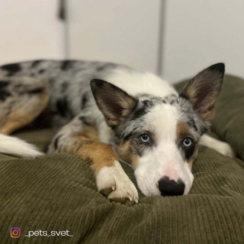 REDANT náhradná obliečka na pelech CORD zelená - Veľkosť: L