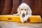 Decoding Materials: What Are REDANT Dog Beds Made Of?