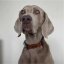 REDANT luxury black dog brown - Size: XL, Version: Collar