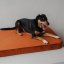 REDANT orthopedic dog bed with memory foam ORTHOPEDIC VELVET cinnamon
