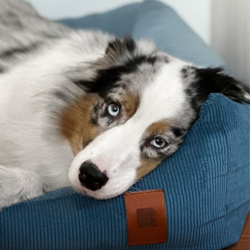 REDANT menčestrový dog bed CORD petrolejový - Size: M