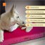 REDANT orthopedic dog bed with memory foam ORTHOPEDIC VELVET cyclamen - Size: S, Type of mattress: S pamäťovou penou