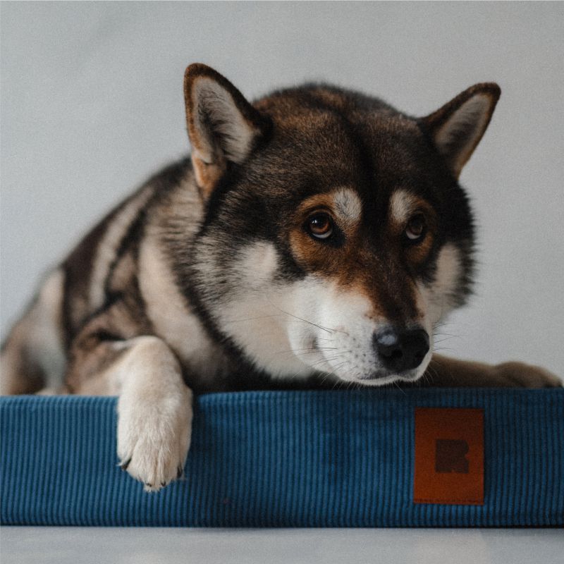 REDANT náhradná obliečka na ortopedický pelech ORTHOPEDIC CORD modrá