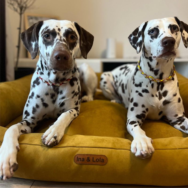 REDANT pelíšek pro psa s paměťovou pěnou DELUXE žlutý - Velikost: M