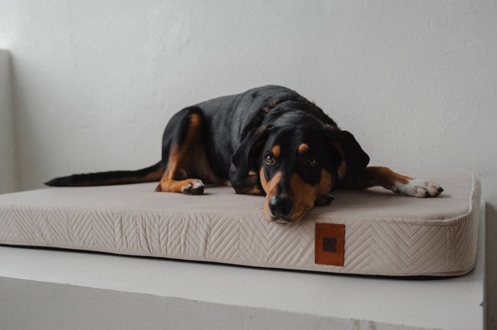 REDANT - pelíšek na celý život